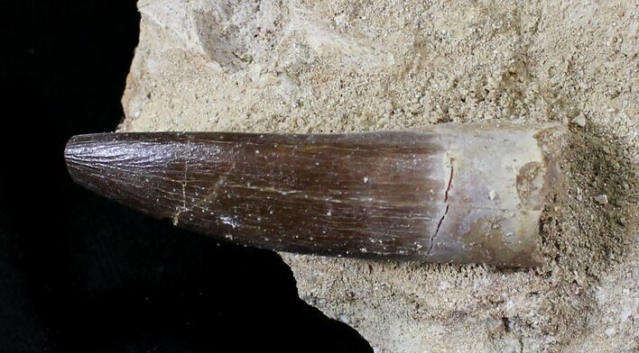 Fossil Plesiosaur Tooth In Matrix #23772